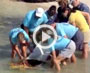 Rehabbed Loggerhead Turtle Released