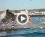 Surfer Almost Swallowed by Whale Explained